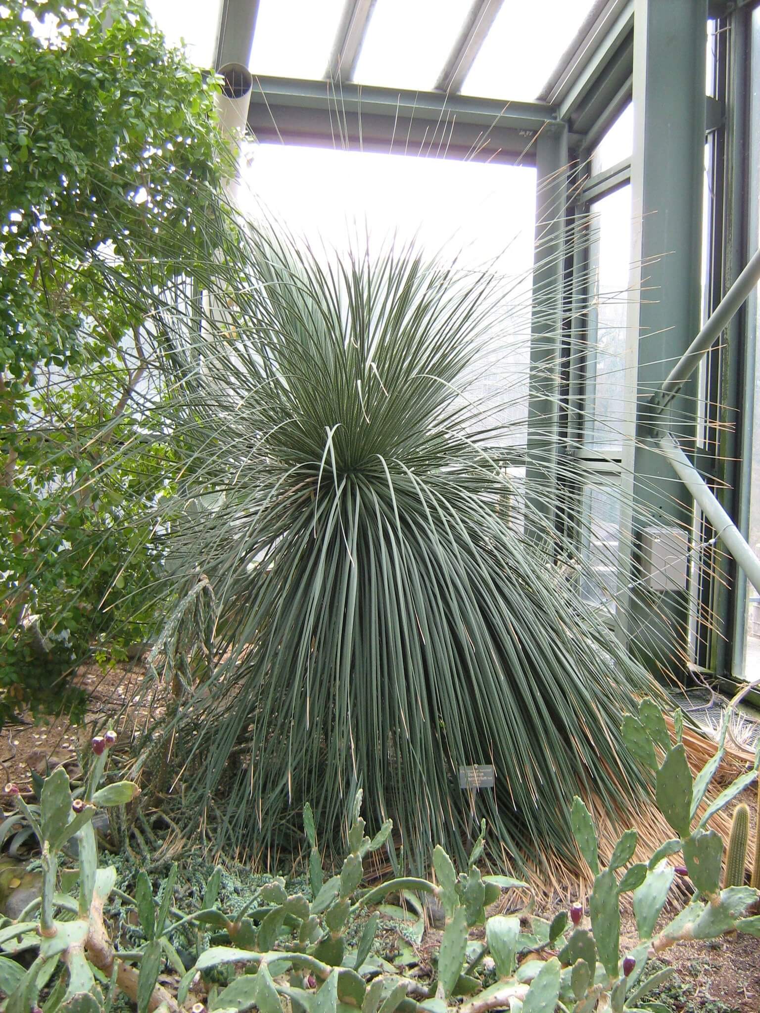 Dasylirion glaucophyllum